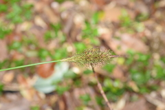 Carex multifaria