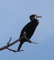 Phalacrocorax carbo