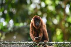 Alouatta seniculus