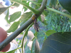 Supputius cincticeps