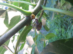 Supputius cincticeps