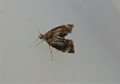 Prochoreutis inflatella