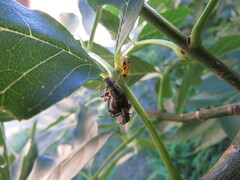 Supputius cincticeps