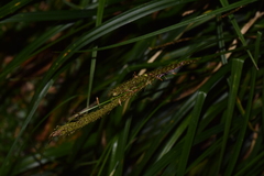 Carex phleoides