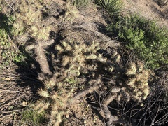 Cylindropuntia prolifera