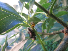 Supputius cincticeps