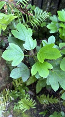 Pseudopanax crassifolius × lessonii
