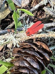 Dictyoptera simplicipes