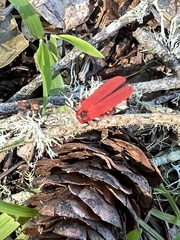 Dictyoptera simplicipes