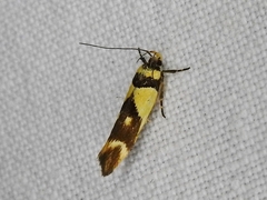 Macrobathra chrysotoxa