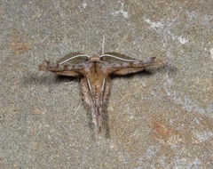 Apochima flabellaria