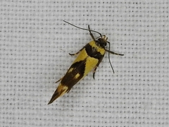 Macrobathra chrysotoxa