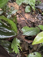 Pristimantis diadematus