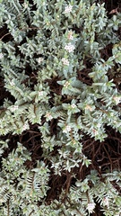 Pimelea prostrata