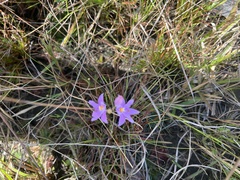 Calopogon barbatus