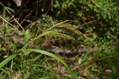 Carex multispicata