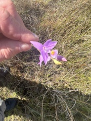 Calopogon barbatus
