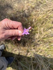 Calopogon barbatus