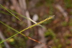 Carex delacosta