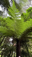 Cyathea cunninghamii