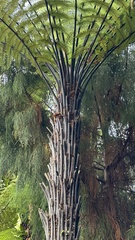 Cyathea cunninghamii