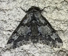 Biston strataria