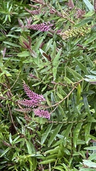 Veronica stricta