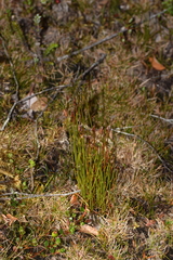 Schizaea australis