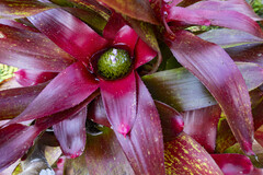 Neoregelia