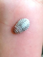 Coelostomidia