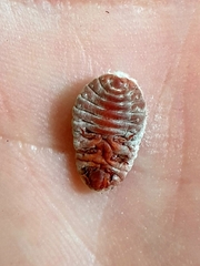 Coelostomidia