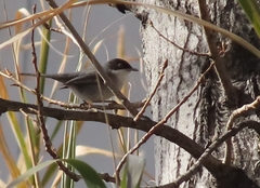 Curruca melanocephala