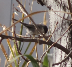 Curruca melanocephala