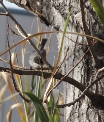 Curruca melanocephala
