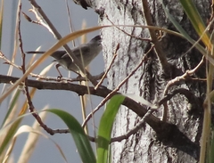 Curruca melanocephala