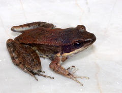 Sylvirana mortenseni