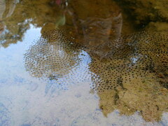 Sylvirana mortenseni