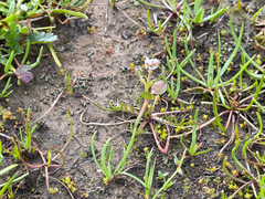 Lepidium nitidum