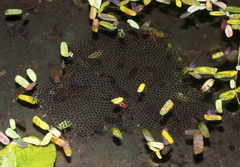 Sylvirana mortenseni