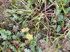 Lomatium caruifolium