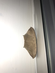 Prochoerodes lineola