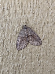Hydriomena nubilofasciata