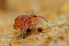 Dicyrtomidae