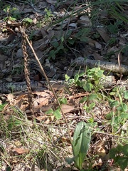 Piperia