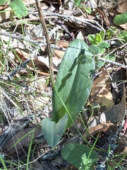 Piperia