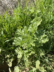 Glebionis coronaria