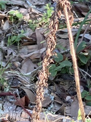 Piperia