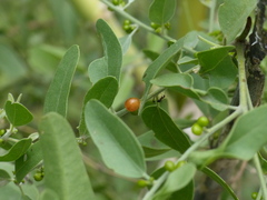 Cocculus pendulus