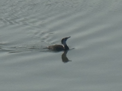 Phalacrocorax carbo