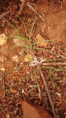 Asclepias stellifera